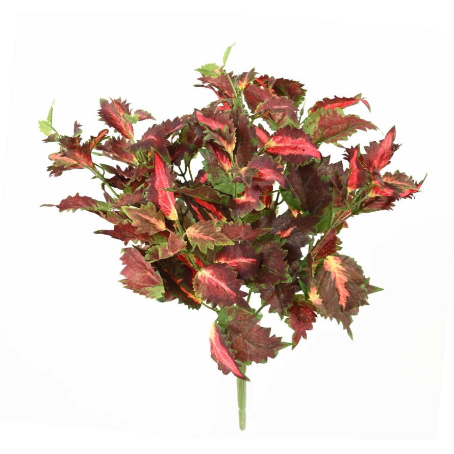 COLEUS SPITZENLAUB