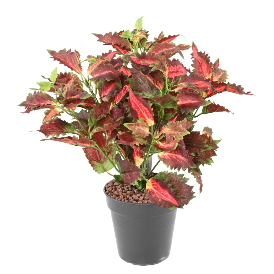 COLEUS LACE