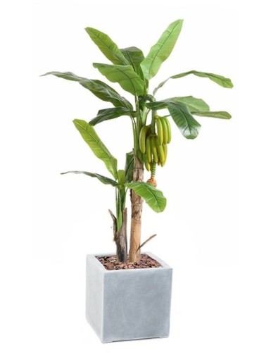 BANANENBAUM TREE MIT...