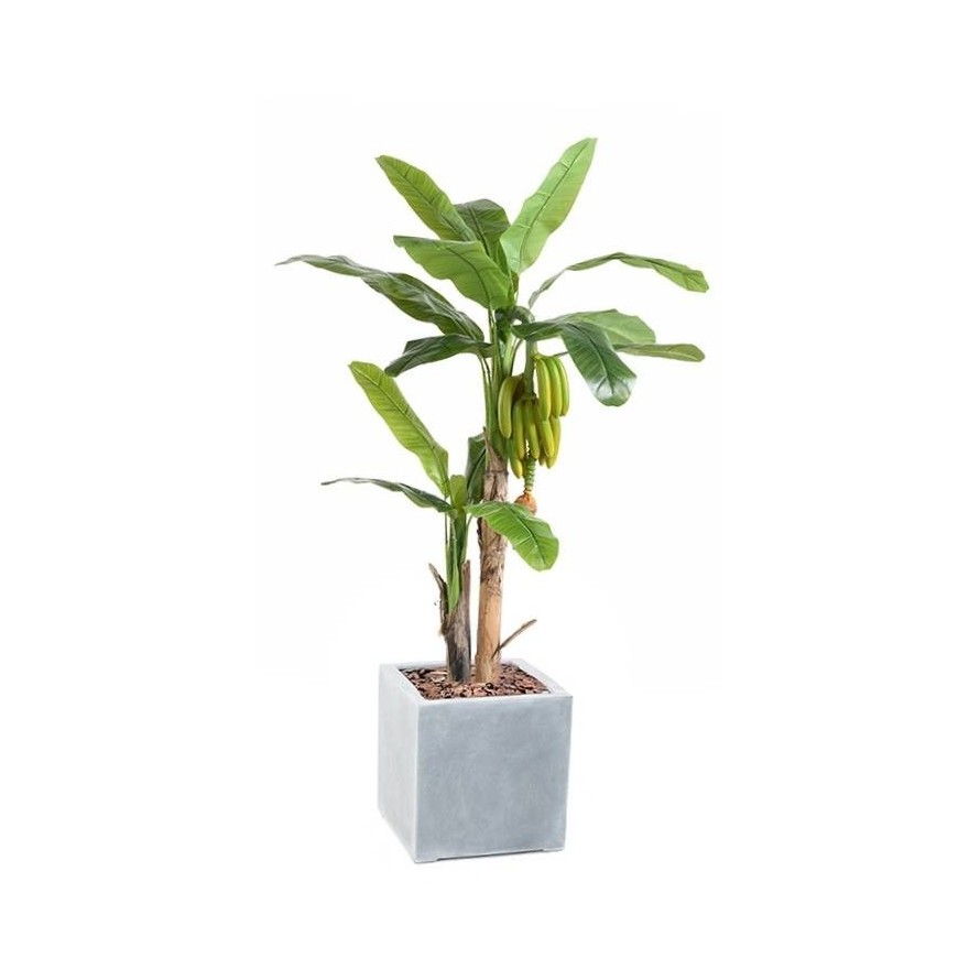 PLATANERA TREE CON FRUTOS EN CÚBICO FIBER