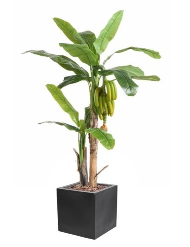 BANANENBAUM TREE MIT...