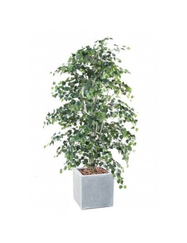 ABEDUL EN CÚBICO FIBER