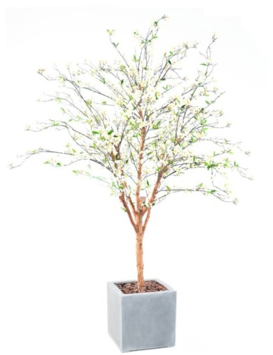 BLÜTENKIRSCHE GROSS IN...