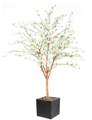 BLÜTENKIRSCHE GROSS IN...