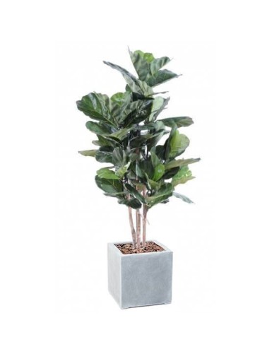 LYRATA TALLO EN CÚBICO FIBER