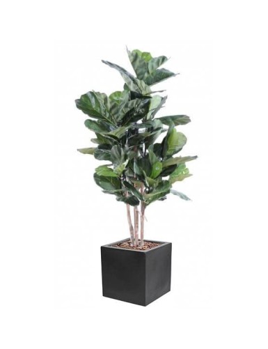 LYRATA STÄNGEL IN KUBISCHER...