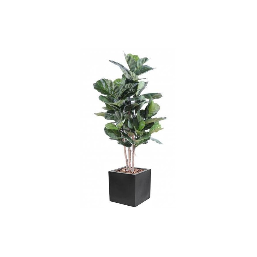 LYRATA STÄNGEL IN KUBISCHER PFLANZWÜRFEL FIBER