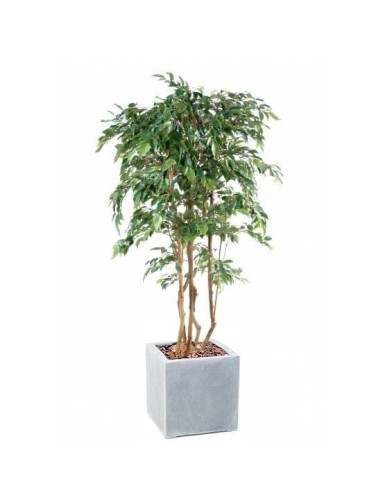 FICUS MULTI TREE NATASJA EN...
