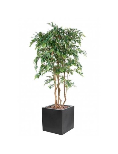 FICUS MULTI TREE NATASJA EN...