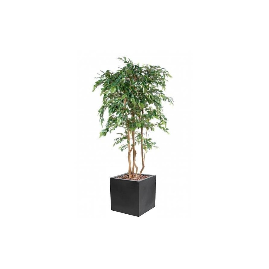 FICUS NATASJA MULTITREE IN CUBIC FIBER