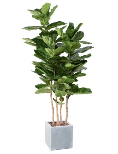 LYRATA MULTI GF IN...