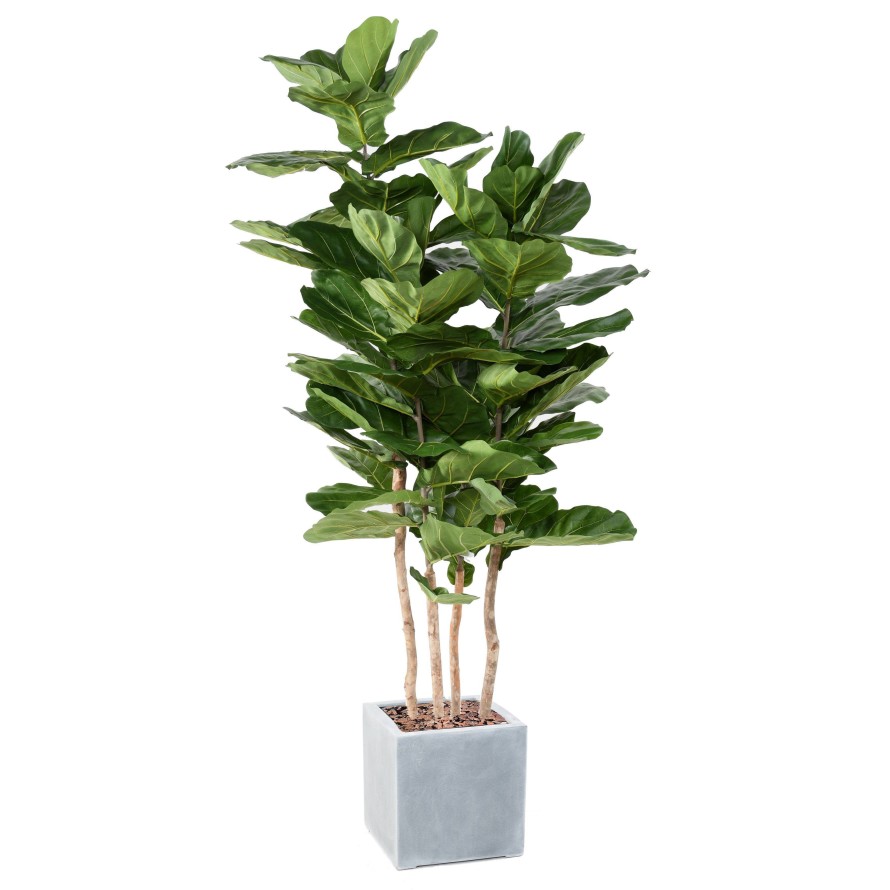 LYRATA MULTI GF IN KUBISCHER PFLANZWÜRFEL FIBER