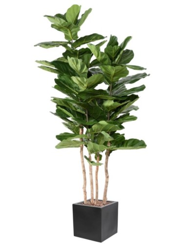 LYRATA MULTI GF IN...