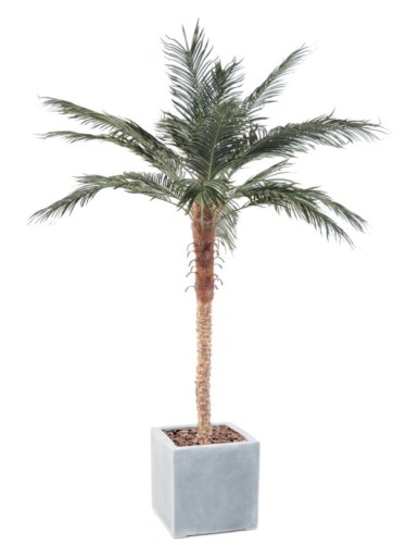 PHOENIX PALME IN KUBISCHER...