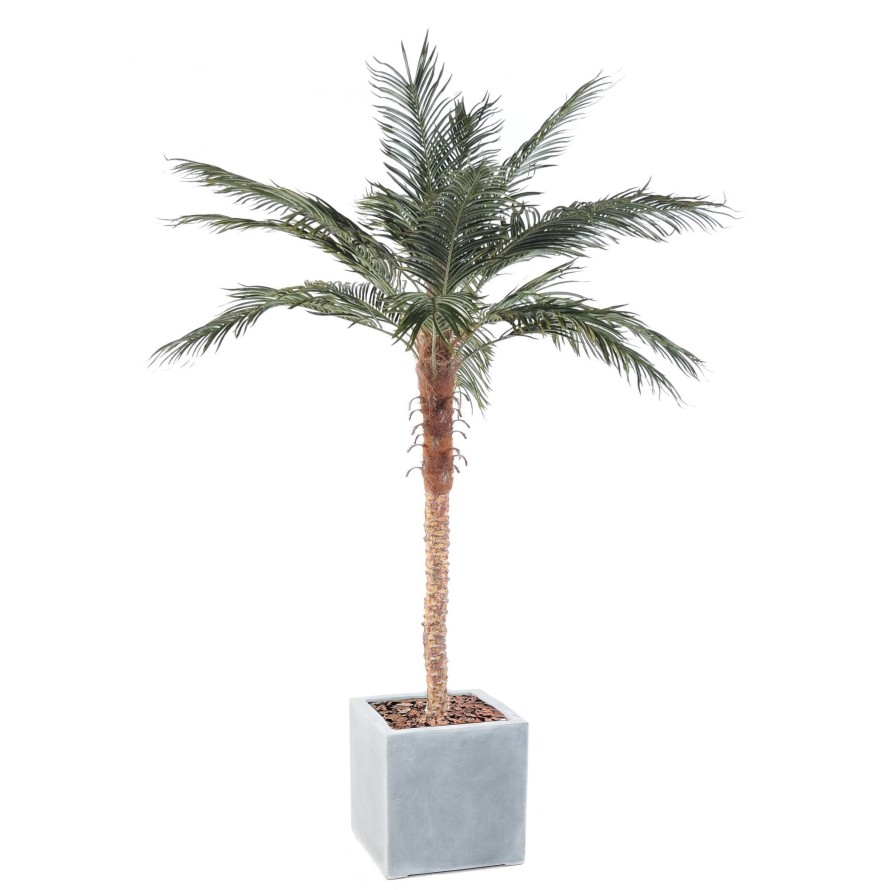 PALMERA PHOENIX EN CÚBICO FIBER