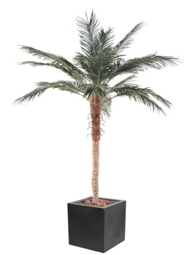 PALMERA PHOENIX EN CÚBICO...