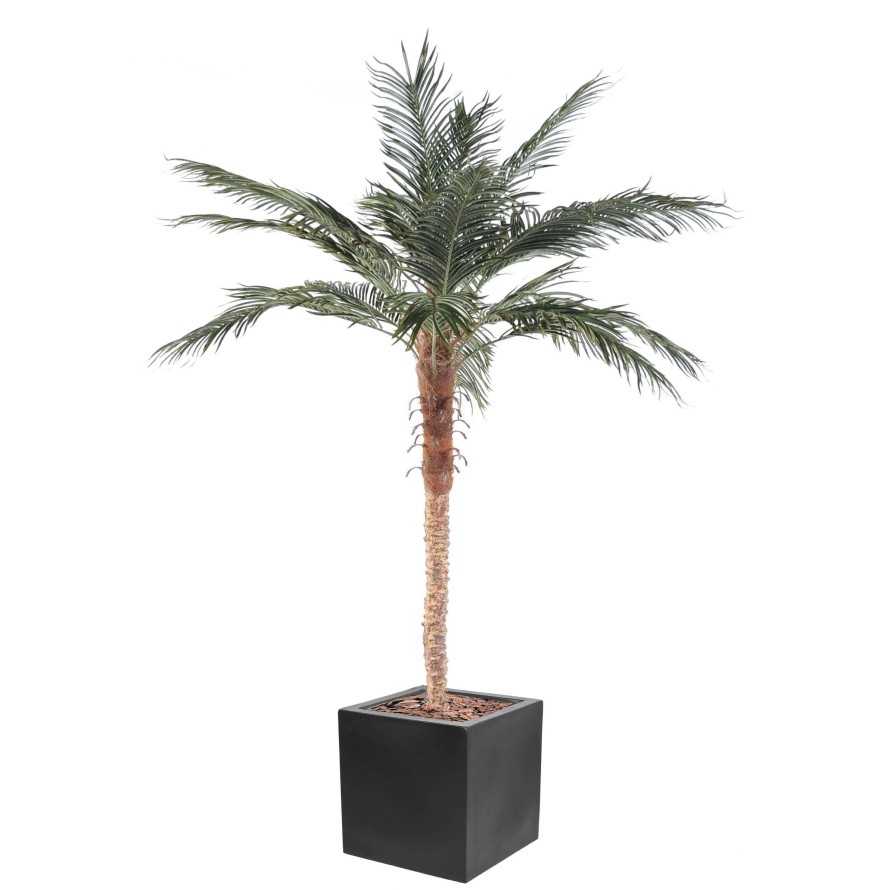 PALMERA PHOENIX EN CÚBICO FIBER