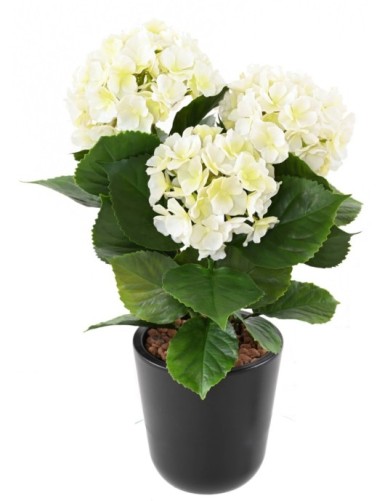 HORTENSIA *3C 45 RESISTENTE...