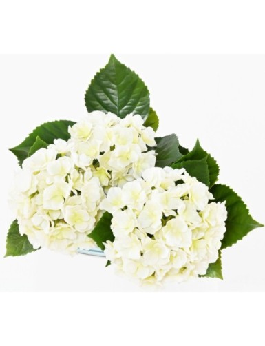 HORTENSIA *3T 45 UV-BESTÄNDIG