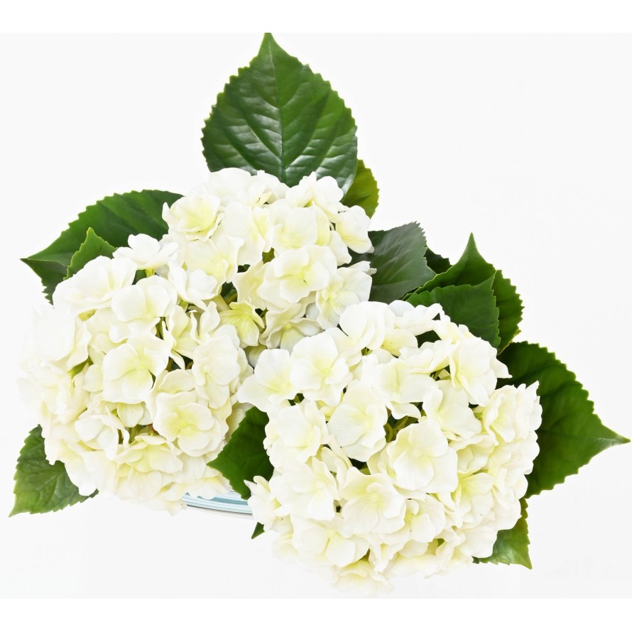 HORTENSIA *3C 45 RESISTENTE A LOS RAYOS UV