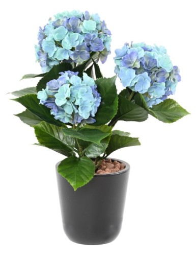 HORTENSIA *3T 45 UV-BESTÄNDIG