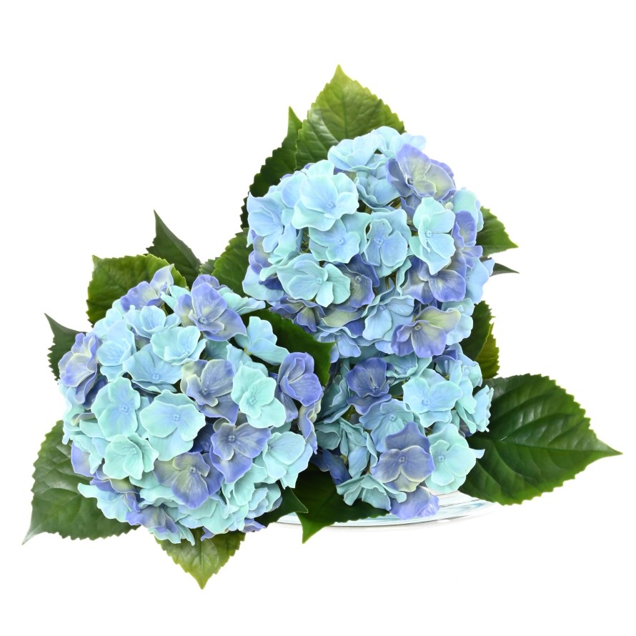 HYDRANGEA *3H 45 UV RESISTANT