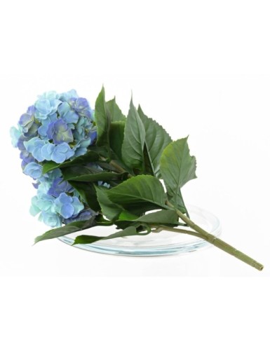 HORTENSIA *3T 45 UV-BESTÄNDIG