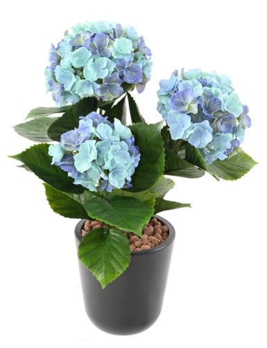 HORTENSIA *3C 45 RESISTENTE A LOS RAYOS UV