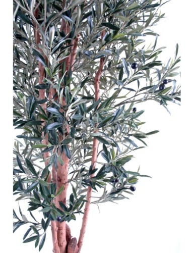 OLIVENBAUM KNORRIGER STAMM