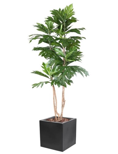 ARTOCARPUS ALTILIS...