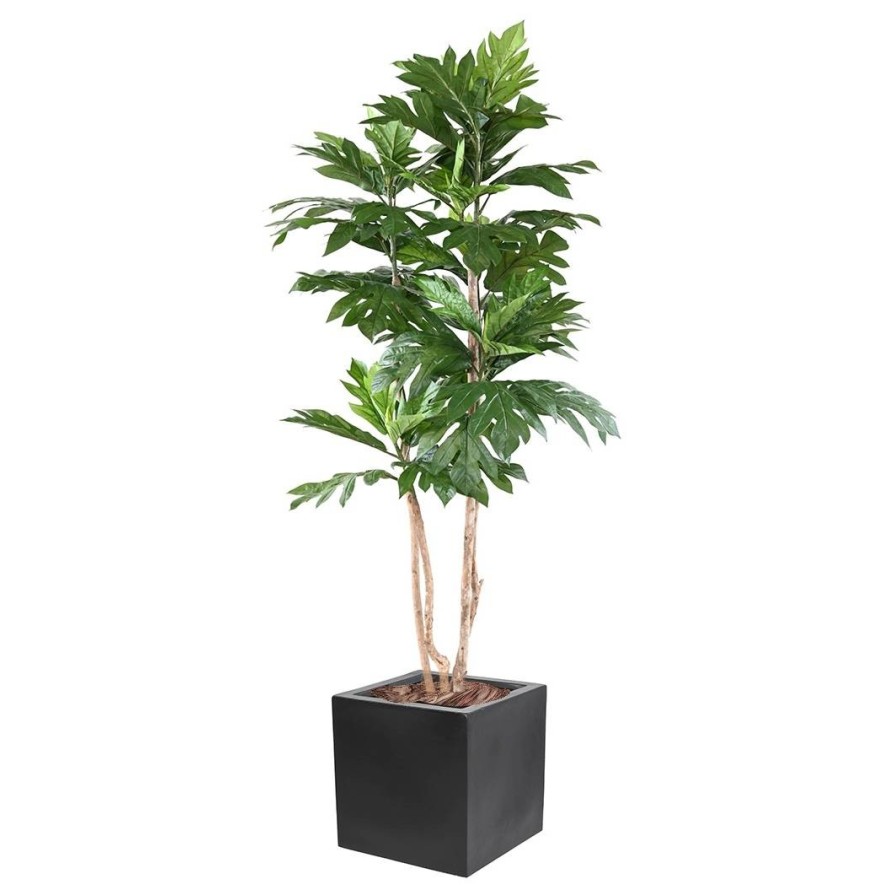 ARTOCARPUS ALTILIS Multitronco (árbol del pan) EN CÚBICO FIBER