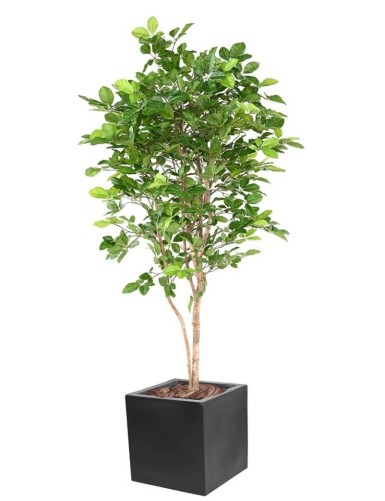 HAYA GRANDIFOLIA EN CÚBICO...