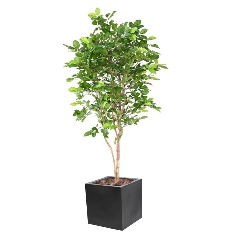 HAYA GRANDIFOLIA EN CÚBICO FIBER