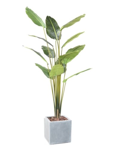 PALMERA DEL VIAJERO EN...