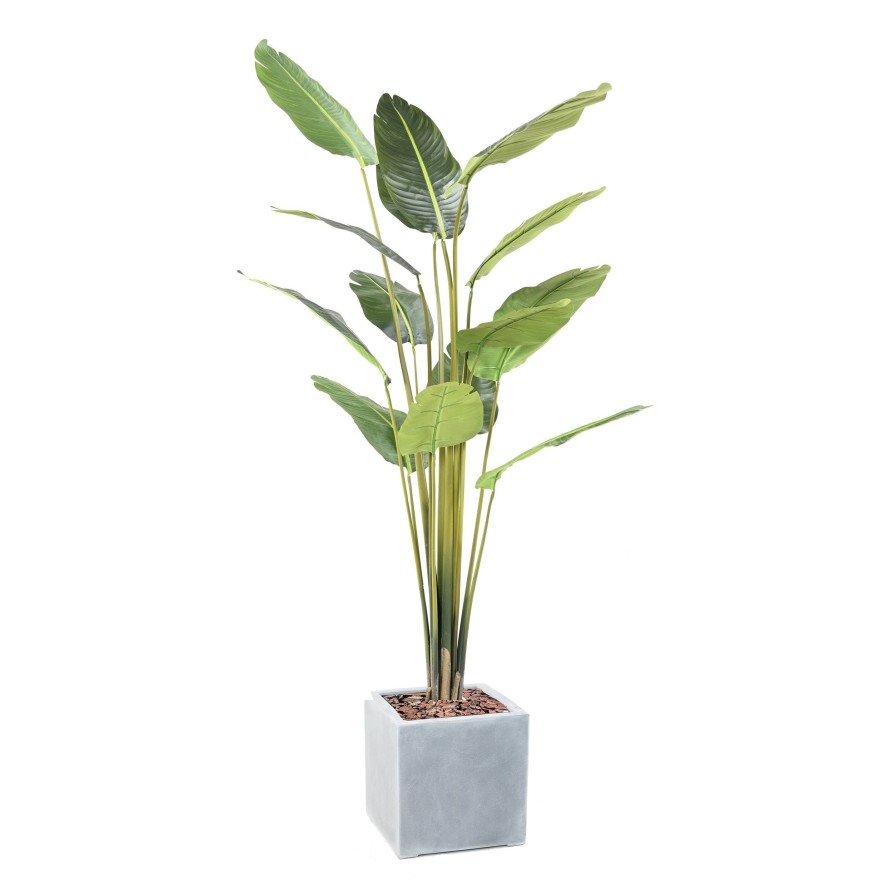 PALMERA DEL VIAJERO EN CÚBICO FIBER