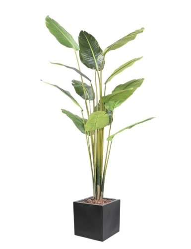 PALMERA DEL VIAJERO EN...