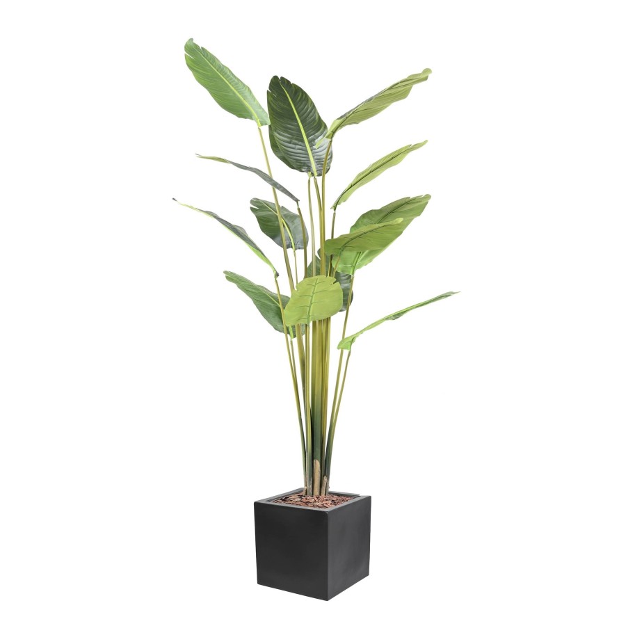 TRAVELLERS PALM TREE IN CUBIC FIBER