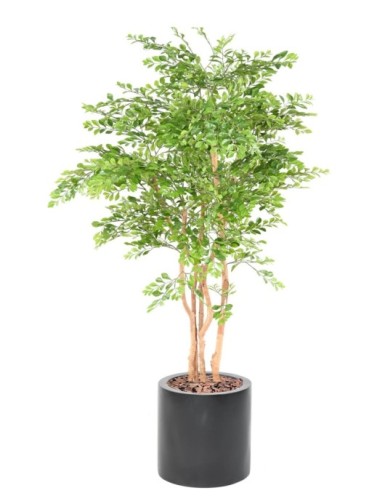 AKAZIE IN ZYLINDER FIBER