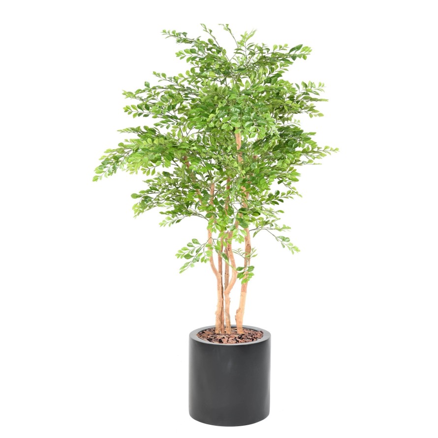 ACACIA EN CILINDRO FIBER