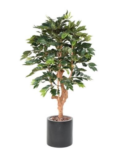 CAFETO EN CILINDRO FIBER