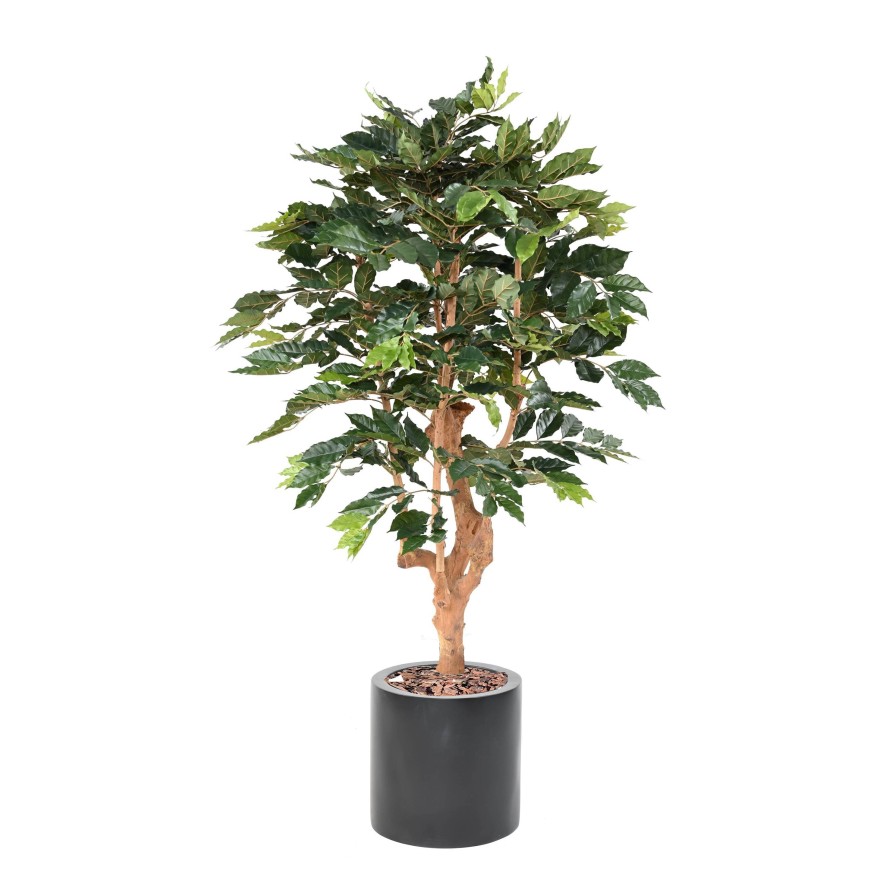 KAFFEEBAUM IN ZYLINDRISCHER PFLANZTOPF FIBER