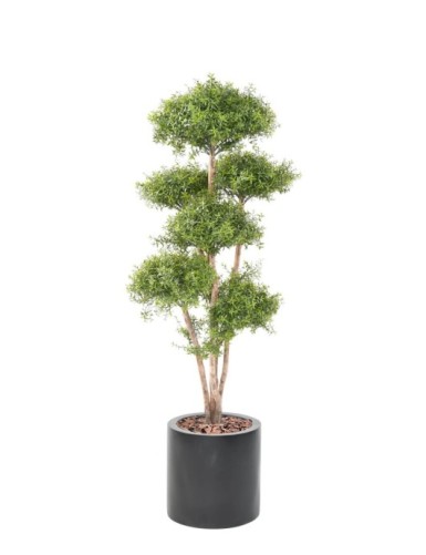 EUCALIPTO M TREE EN...