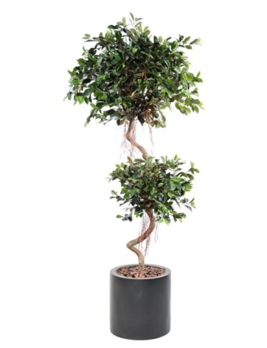 FICUS ESPIRAL 2 ESFERAS EN...