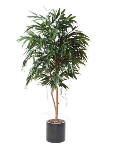 FICUS ALII REAL EN CILINDRO...