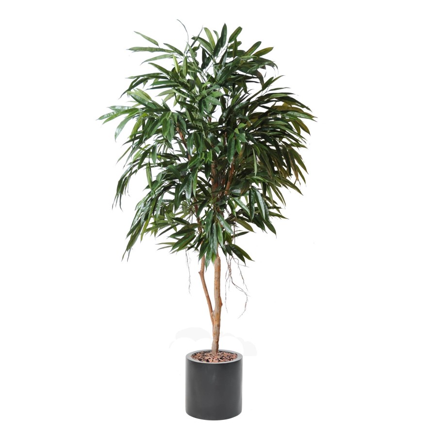 FICUS ALII REAL EN CILINDRO FIBER