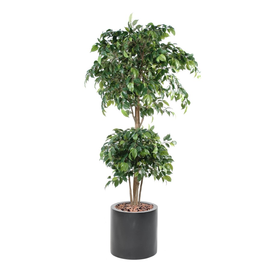 FICUS DOBLE ESFERA EN CILINDRO FIBER