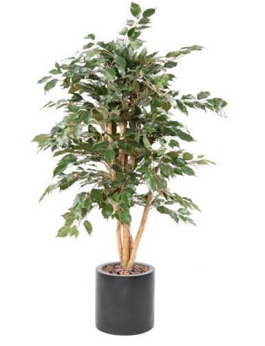 FICUS BENJAMINA ECO EN...