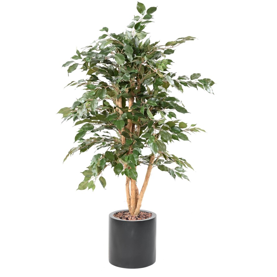 FICUS BENJAMINA ECO EN CILINDRO FIBER