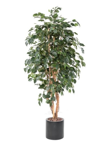 FICUS EXOTICA EN CILINDRO...