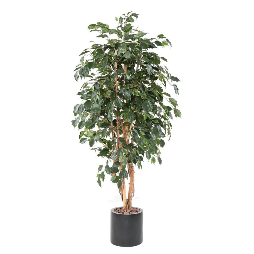 FICUS EXOTICA IN FIBER CYLINDER
